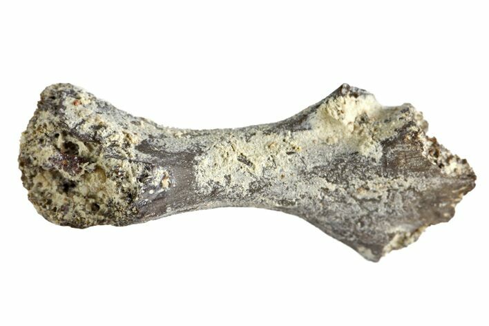 Permian Reptile Limb Bone - Oklahoma #143012
